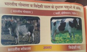 Desi bharatiya gaay goumata ko kaise pahchane, Difference between indian cow and Jarsi holisten redin cow,