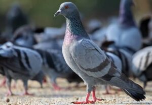 pigeon in hindu mythology, Kabutar kiska vahan hai,