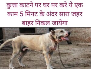 dog bite treatment in hindi, dog bite treatment homeopathy,