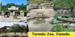 toronto zoo animals list, best canadian zoos,
