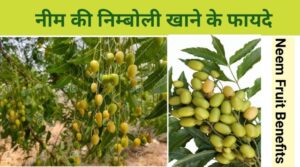 neem fruit in hindi, neem ki nimboli ke fayde,
